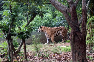 ĐỊA ĐẠO CỦ CHI - VƯỜN THÚ - BIỂN ĐẠI NAM