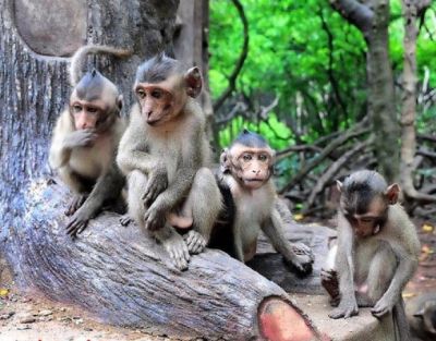 KHÁM PHÁ CHIẾN KHU RỪNG SÁC - ĐẢO KHỈ