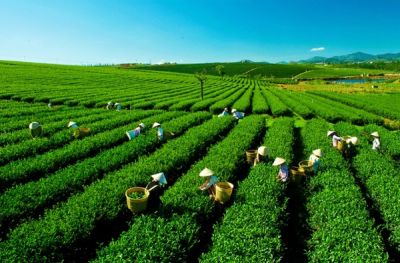 TP BẢO LỘC - TEA RESORT ĐÔI DÉP