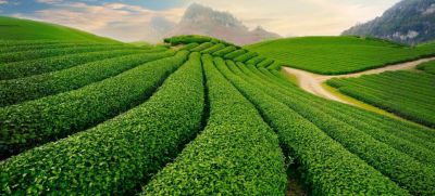 KDL THÁC DAMRI  -DELIGHT PARK