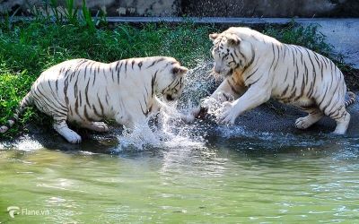 NTPL - KDL ĐẠI NAM - VƯỜN BÁCH THÚ + BIỂN ĐẠI NAM