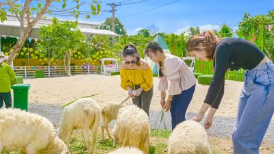 Suôi Tiên – Farm Cừu – Quá khứ Vị Lai Cung